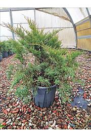 Juniperus Media Pfitz. Aurea C10 Lit. 30-40 cm (ZEL)