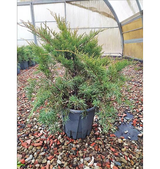Juniperus Media Pfitz. Aurea C10 Lit. 30-40 cm (ZEL)