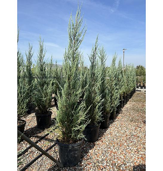 Juniperus Virg. Skyrochet C25 Lit. 150-175 cm (ZEL)