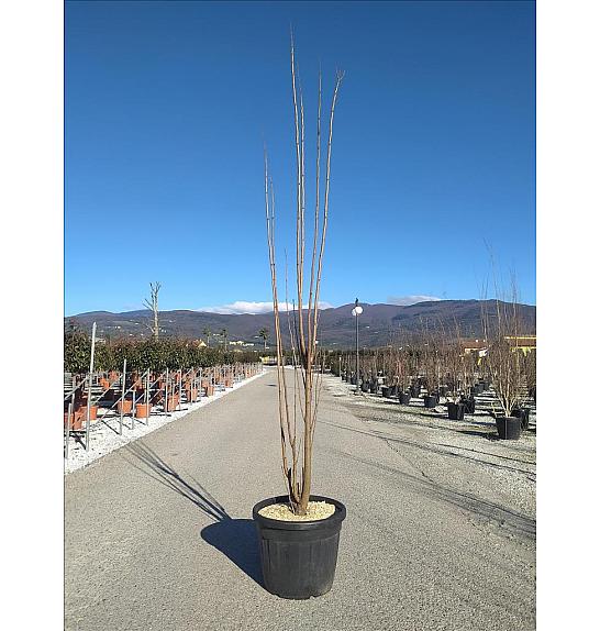 Koelreuteria Pan. Fastigiata C70 Lit. 250-300 cm; Večstebelni (ZEL)