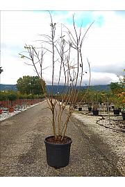 Koelreuteria Paniculata C90 Lit. 250-300 cm; Večstebelni (ZEL)