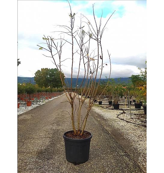 Koelreuteria Paniculata C90 Lit. 250-300 cm; Večstebelni (ZEL)