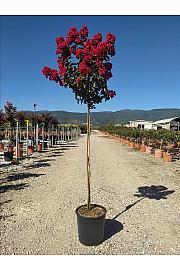 Lagerstroemia Ind.Dynamite C10 Lit. Na Steblu 100 cm (ZEL)