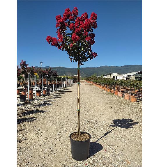 Lagerstroemia Ind.Dynamite C10 Lit. Na Steblu 100 cm (ZEL)