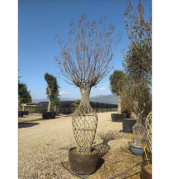 Lagerstroemia Indica In Cvs C165 Lit. 250-300 cm (ZEL)