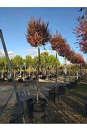 Lagerstroemia Indica In Cvs C180 Lit. Na Steblu 240 cm; 16/18 cm (ZEL)