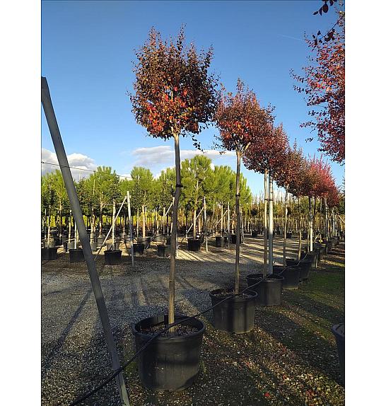 Lagerstroemia Indica In Cvs C180 Lit. Na Steblu 240 cm; 16/18 cm (ZEL)