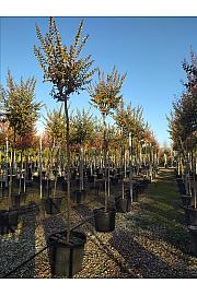 Lagerstroemia Indica In Cvs C70 Lit. Na Steblu 200 cm; 12/14 cm (ZEL)