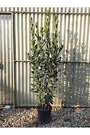 Laurus Nobilis C10 Lit. 150-175 cm (ZEL)