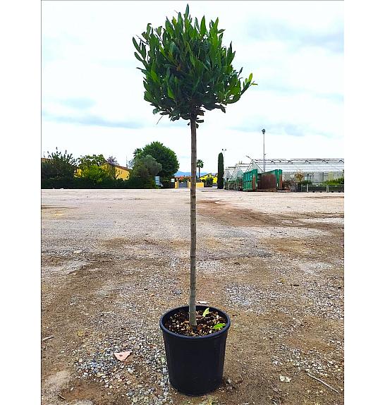 Laurus Nobilis C25 Lit. Na Steblu 100 cm; Krošnja 40/60 cm (ZEL)