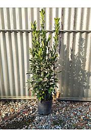 Laurus Nobilis C3 Lit. 60-80 cm (ZEL)