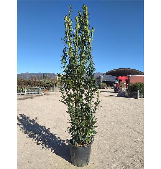 Laurus Nobilis C30 Lit. 250-300 cm (ZEL)
