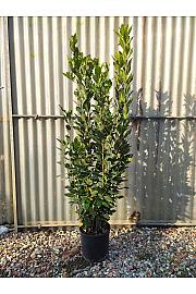 Laurus Nobilis C5 Lit. 100-125 cm (ZEL)