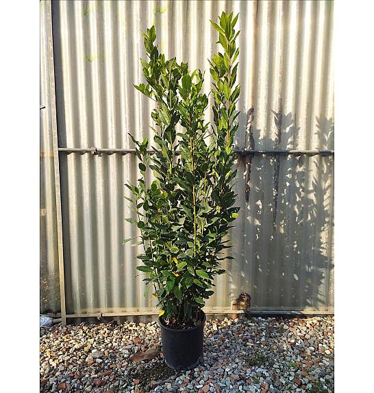 Laurus Nobilis C5 Lit. 100-125 cm (ZEL)