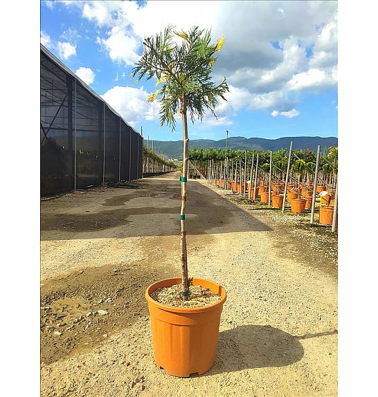 Libocedrus Dec. Aureovariegata C18 Lit. Na Steblu 100 cm (ZEL)