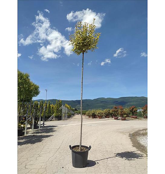Ligustrum Jap. Aureum C35 Lit. Na Steblu 200 cm; 8/10 cm (ZEL)