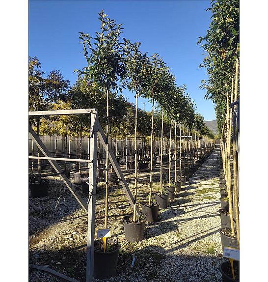 Ligustrum Japonicum  C30 Lit. Na Steblu 200 cm; 8/10 cm (ZEL)