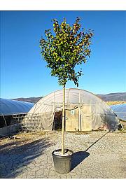 Ligustrum Japonicum  C60 Lit. Na Steblu 200 cm; 14/16 cm (ZEL)