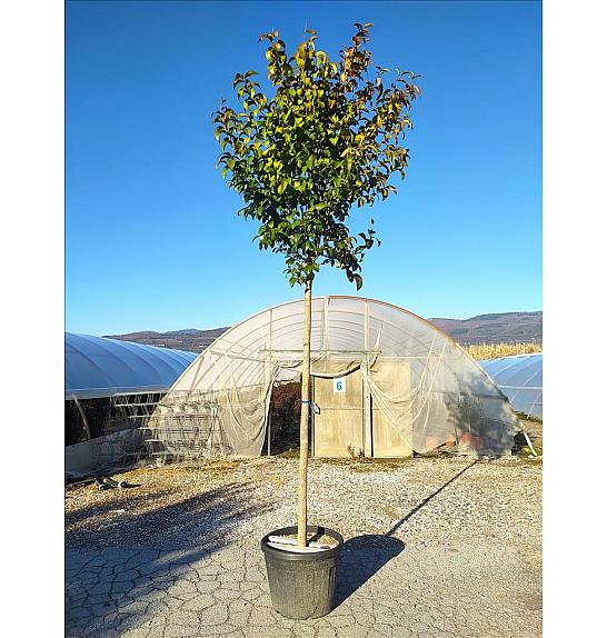 Ligustrum Japonicum  C60 Lit. Na Steblu 200 cm; 14/16 cm (ZEL)