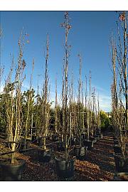 Liquidambar Sty. Slender Silhouette C150 Lit. 400-500 cm (ZEL)