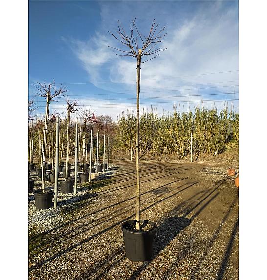 Liquidambar Styr. Gum Ball C35 Lit. Na Steblu 200 cm; 8/10 cm (ZEL)