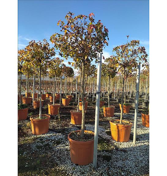 Liquidambar Styr. Gum Ball C70 Lit. Na Steblu 175 cm; 12/14 cm (ZEL)