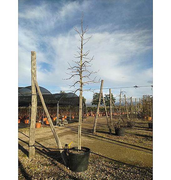 Liquidambar Styraciflua C130 Lit. Na Steblu 200 cm; 16/18 cm (ZEL)