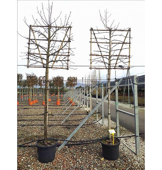 Liquidambar Styraciflua C55 Lit. Na Steblu 200 cm; 10/12 cm (ZEL)