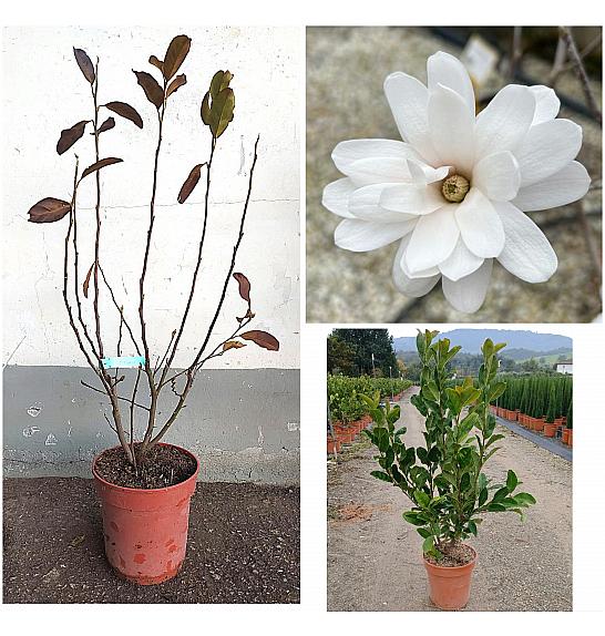 Magnolia Stellata  C10 Lit. 60-80 cm (ZEL)