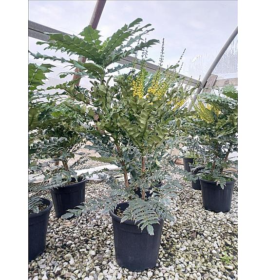 Mahonia Media Wintersun C9 Lit. 60-80 cm (ZEL)