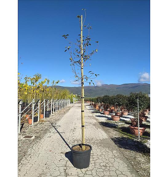 Malus Red Sentinel C45 Lit. Na Steblu 200 cm; 10/12 cm (ZEL)