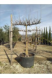 Morus Nigra C285 Lit. 175-200 cm; Špalir (ZEL)