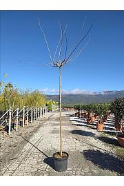 Morus Nigra Fruitless C35 Lit. Na Steblu 200 cm; 10/12 cm (ZEL)