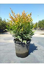 Nandina Dom. Gulf Stream C9 Lit. 40-60 cm (ZEL)