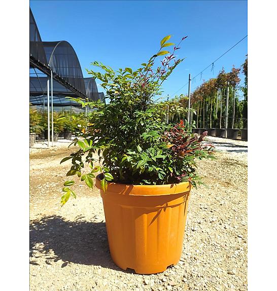 Nandina Dom. Gulf Stream Rubra C30 Lit. 40-60 cm (ZEL)