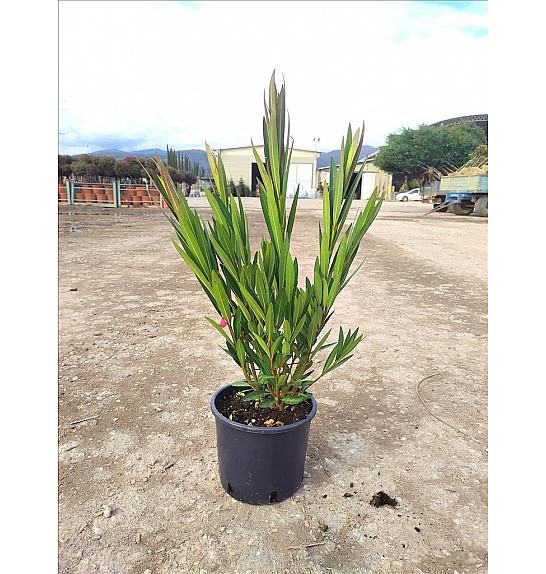 Nerium Oleander In Cvs C3 Lit. 40-60 cm (ZEL)