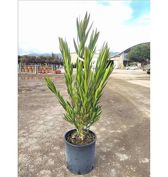 Nerium Oleander In Cvs C9 Lit. 40-60 cm (ZEL)