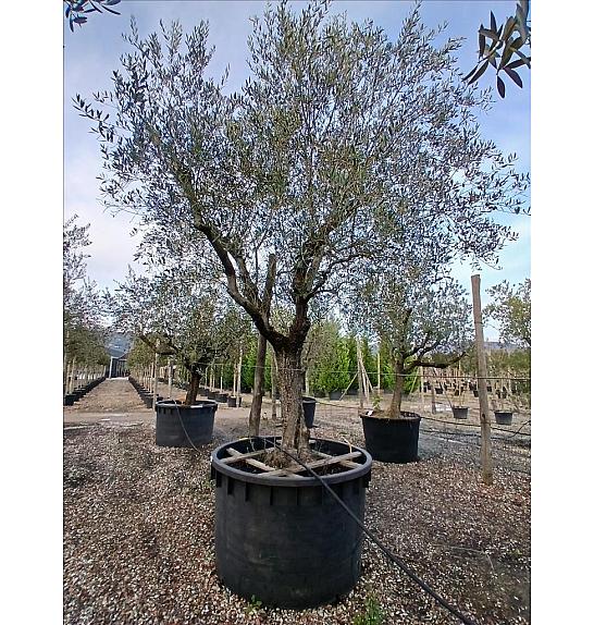 Olea Europea In Cvs C1000 Lit. Na Steblu 100 cm; 60/70 cm (ZEL)