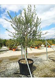 Olea Europea In Cvs C90 Lit. Na Steblu 100 cm; 12/14 cm (ZEL)