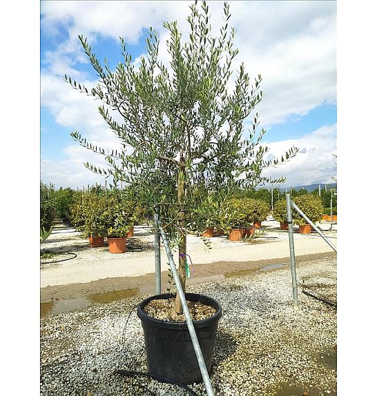 Olea Europea In Cvs C90 Lit. Na Steblu 100 cm; 12/14 cm (ZEL)