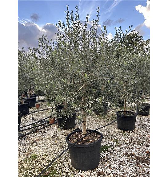 Olea Europea In Cvs C90 Lit. Na Steblu 100 cm; 16/18 cm (ZEL)