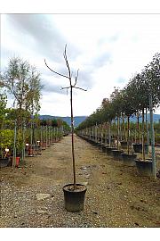 Paulownia Tomentosa C35 Lit. Na Steblu 200 cm; 10/12 cm (ZEL)