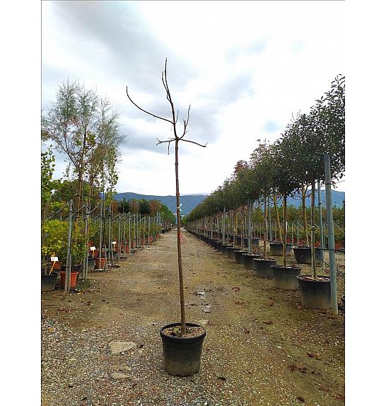 Paulownia Tomentosa C35 Lit. Na Steblu 200 cm; 10/12 cm (ZEL)