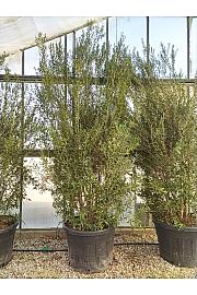 Phillyrea  Angustifolia C160 Lit. 250-300 cm (ZEL)