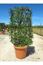 Phillyrea  Angustifolia C30 Lit. 80-100 cm; Špalir (ZEL)