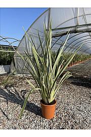Phormium Tenax Variegatum C9 Lit. 80-100 cm (ZEL)