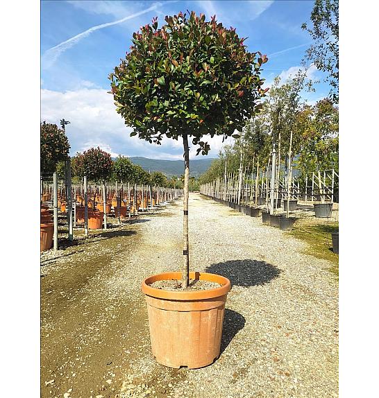 Photinia Serr. Atropurpurea Nana C45 Lit. Na Steblu 100 cm; 8/10 cm; Krošnja 60/80 cm (ZEL)