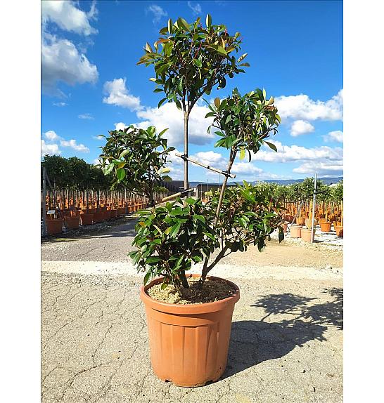 Photinia Serr. Corallo C55 Lit. 125-150 cm; Pon Pon (ZEL)