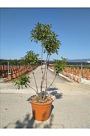 Photinia Serr. Corallo C55 Lit. 175-200 cm; Pon Pon (ZEL)
