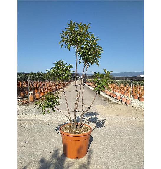 Photinia Serr. Corallo C55 Lit. 175-200 cm; Pon Pon (ZEL)